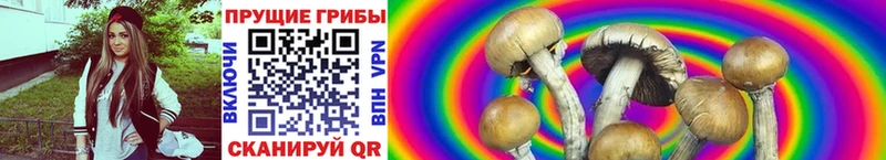где можно купить   кракен tor  Галлюциногенные грибы Psilocybine cubensis  Юхнов 